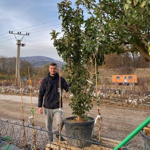 Nízkokmenná jabloň - stĺpovitá (Malus ballerina) ´BOLERO´ - jesenná, výška: 175-200 cm, obvod kmeňa: 18/20 cm, kont. C70L